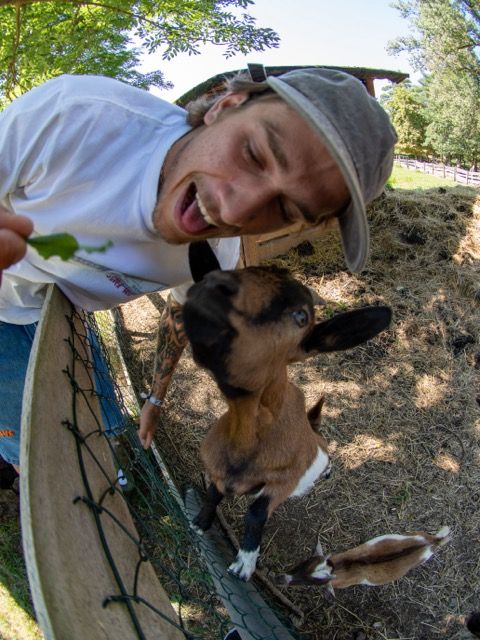 T krekls RICH Dollar Goat